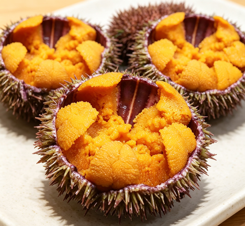 Fresh Sea Urchin